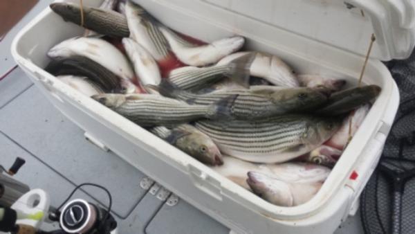 Spring fishing action is heating up!