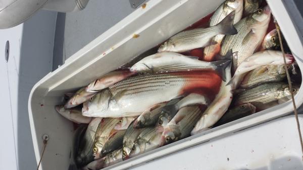 Lake Texoma Striper Fishing July 2016