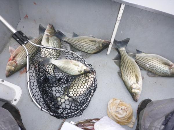 Winter Time Fishing...GO! Lake Texoma / Tawakoni Fishing Report