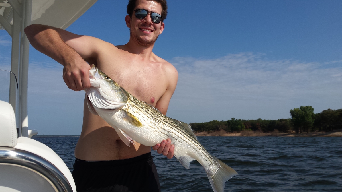 History of the Striped Bass